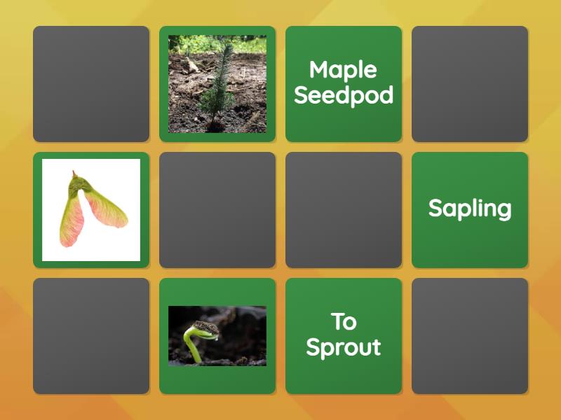 Life Stages of a Tree - Matching pairs