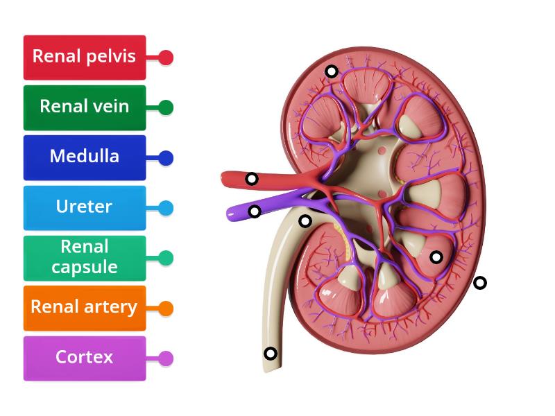 Kidney Anatomy - Giải phẫu thận - Labelled diagram