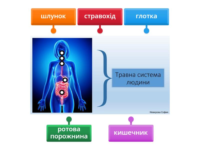 Травна система людини - Labelled diagram