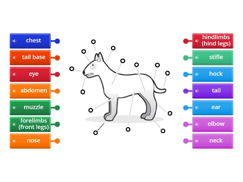 Dog anatomy - Labelled diagram