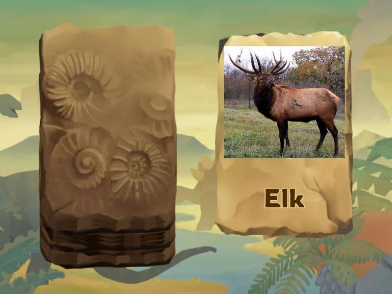 Forest animals cards - Speaking cards