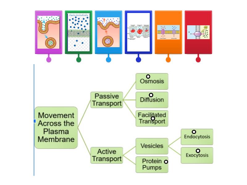 Cell Transport Concept Map Labelled Diagram