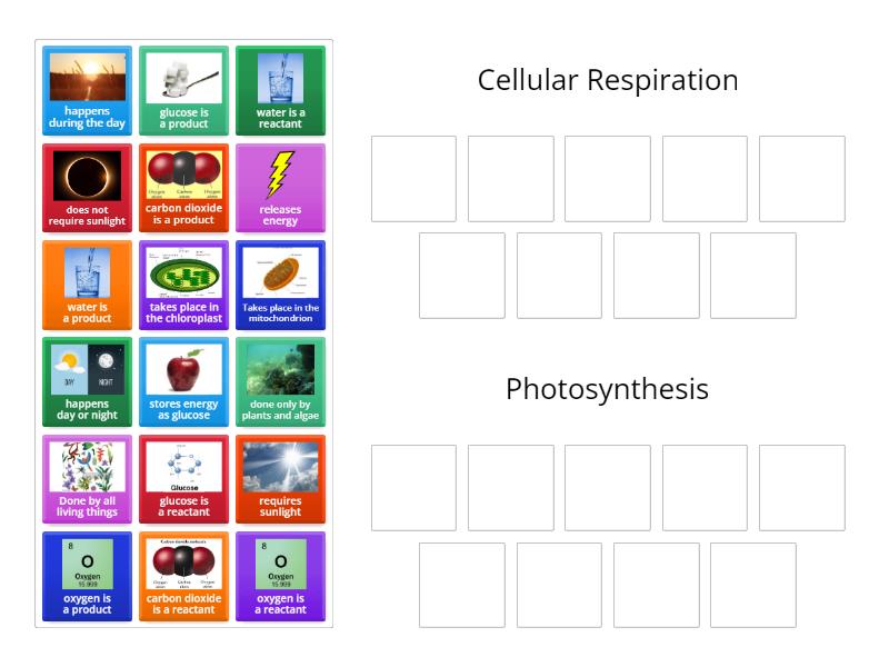 Cellular Respiration and Photosynthesis - Group sort