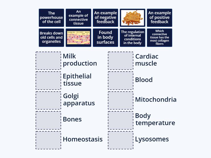 Anatomy and physiology - Match up