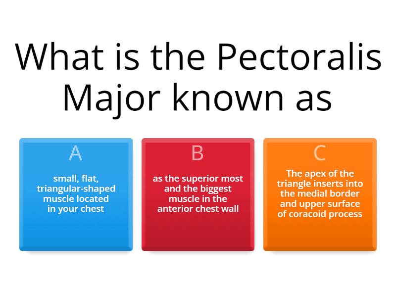 Anterior Upper Body - Quiz