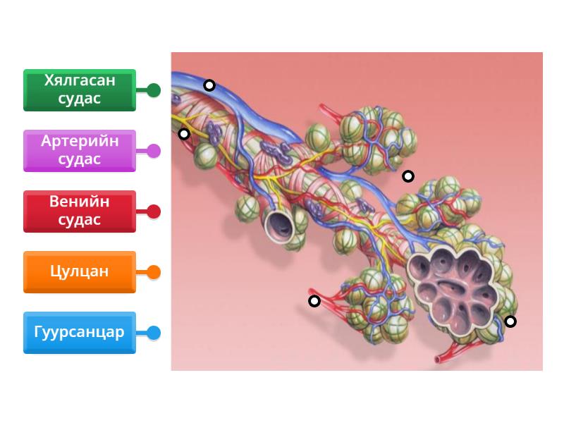 Хүний уушигны дотоод бүтэц - Labelled diagram