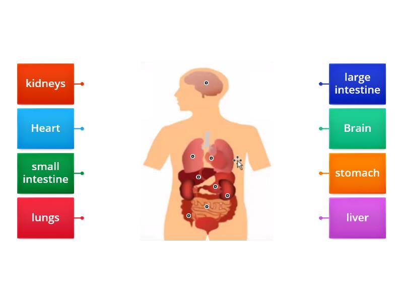 Human Body - Main Internal Organs - Labelled Diagram