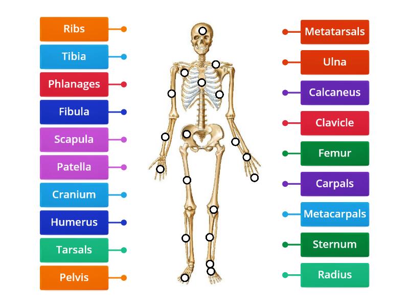 The Skeletal System - Labelled Diagram