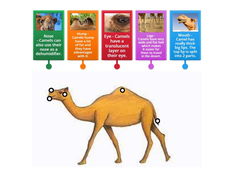 Camel diagram - Labelled diagram