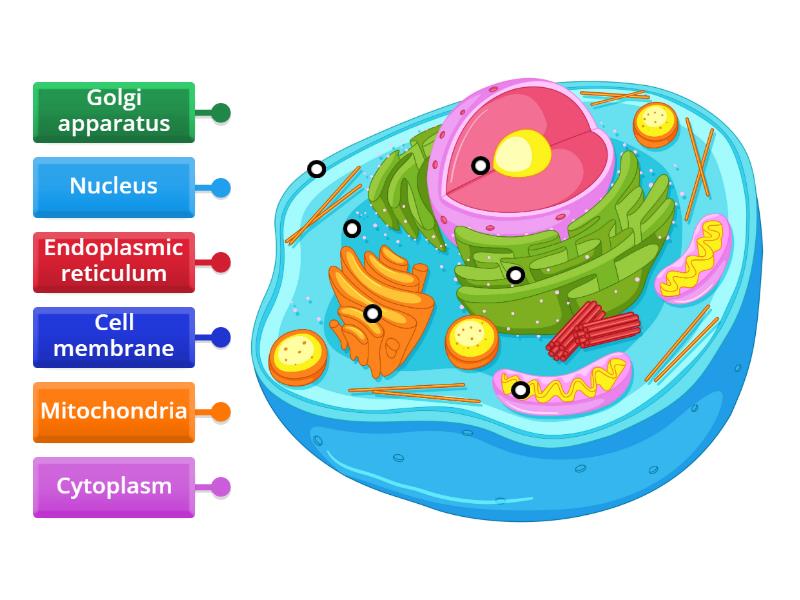 Animal cell - Labelled diagram