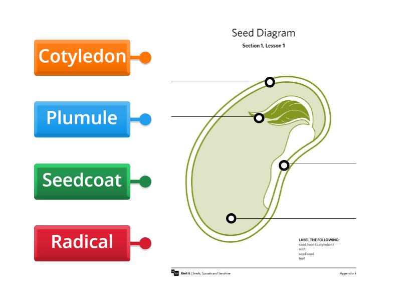 Parts of seed - Labelled diagram