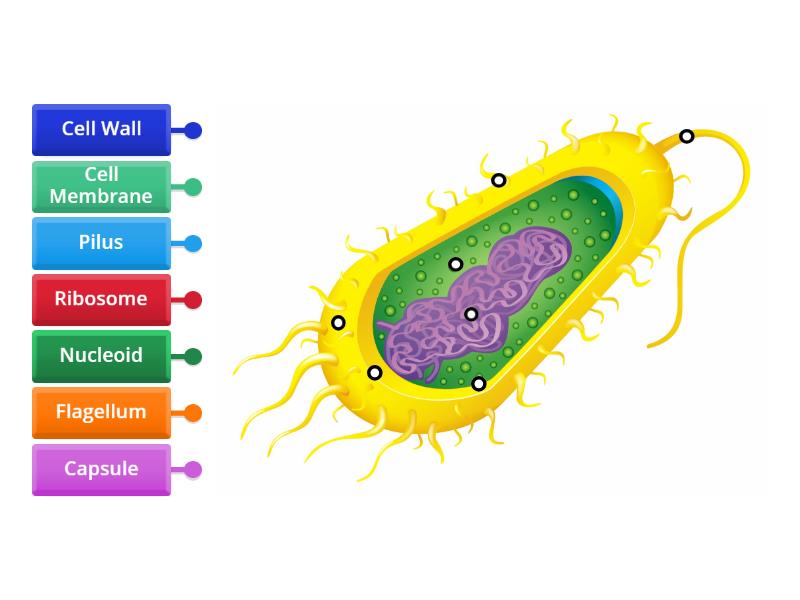 Bacteria Cell Labelling activity - Diagrama con etiquetas