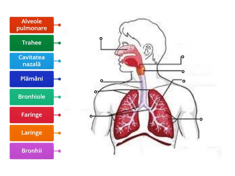 sistemul respirator la om clasa 6