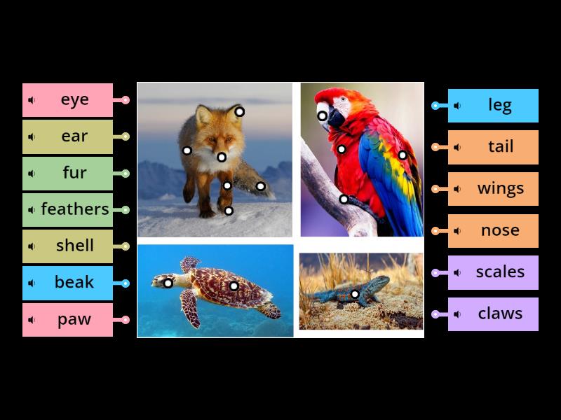 Label body parts - Labelled diagram