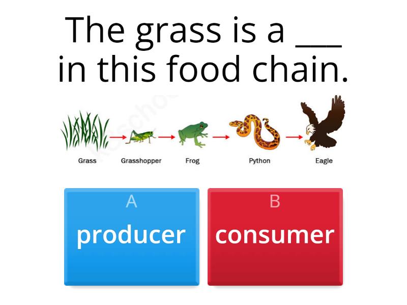 What Do The Arrows In A Food Chain Show