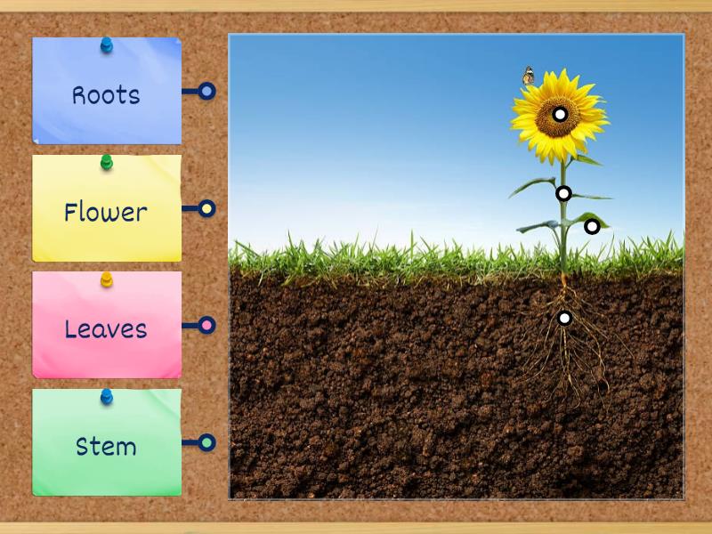 Parts of a plant - Labelled diagram