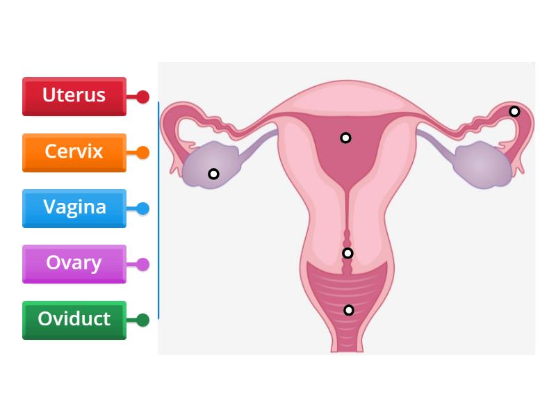 Vagina - Labelled diagram