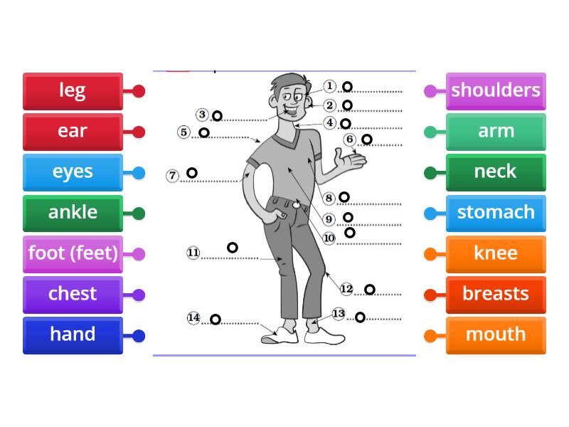 The parts of the bodies - Labelled diagram