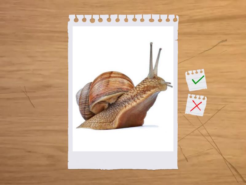 Prepare 2 unit 16 animals + extra - Flash cards