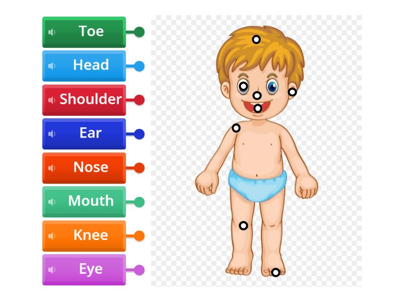 Parts of the Body Label Diagram Biology Diagrams