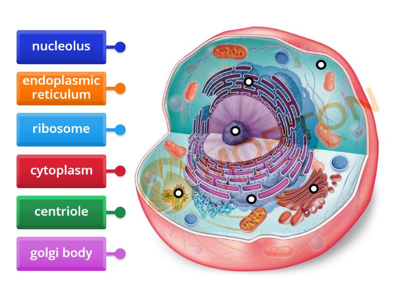 Animal Cell structure - Labelled diagram