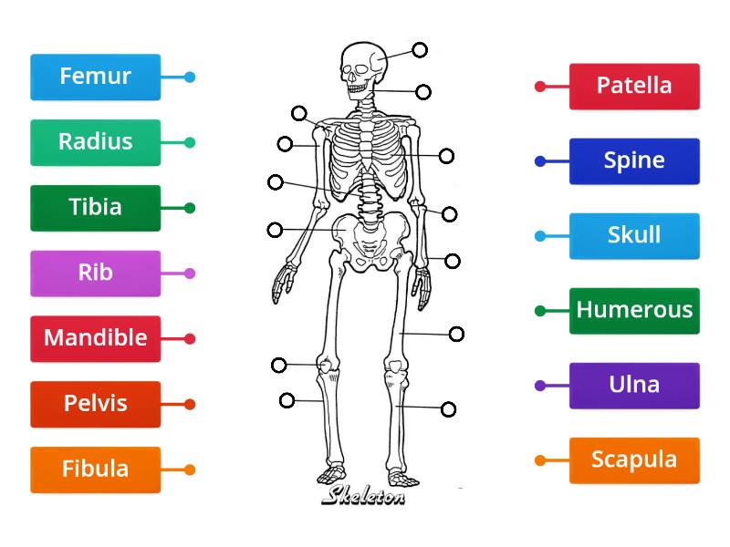 Skeleton Builder - Diagrama Con Etiquetas