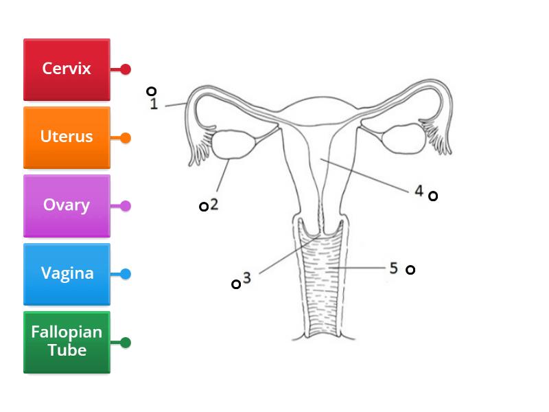 Review our Label (Female Reproductive System) - Labelled diagram