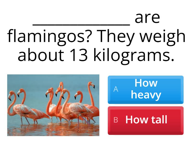 U.6 How heavy, How tall? - Cuestionario