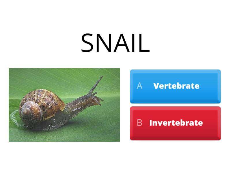 Vertebrates & Invertebrates - Quiz