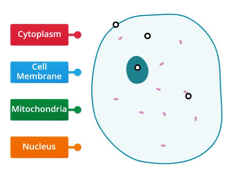 Yr7 Animal Cell to Label - Labelled diagram