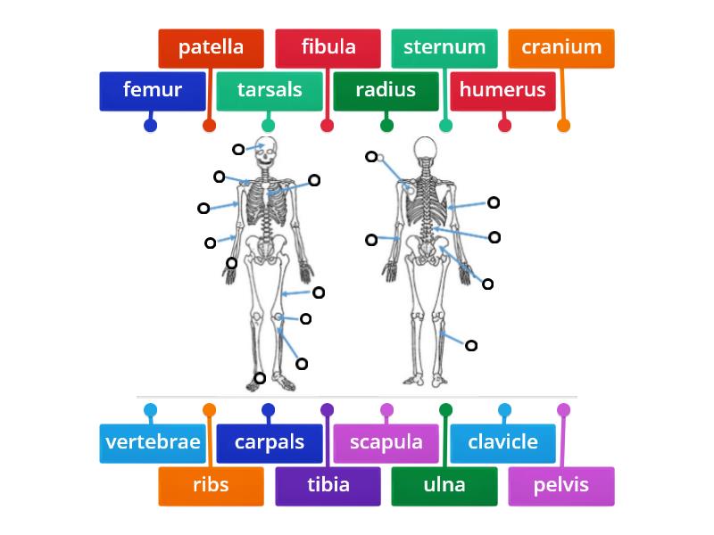 The skeletal System - Labelled diagram