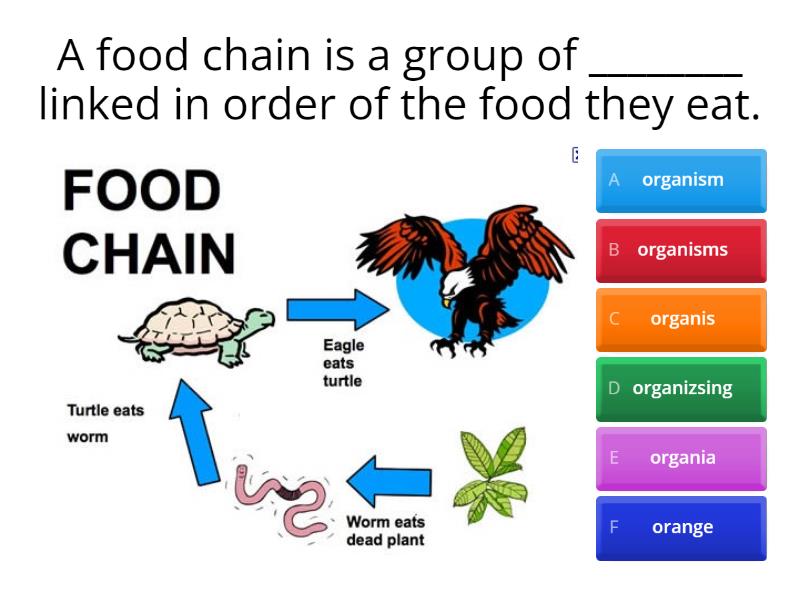 food-chain-quiz