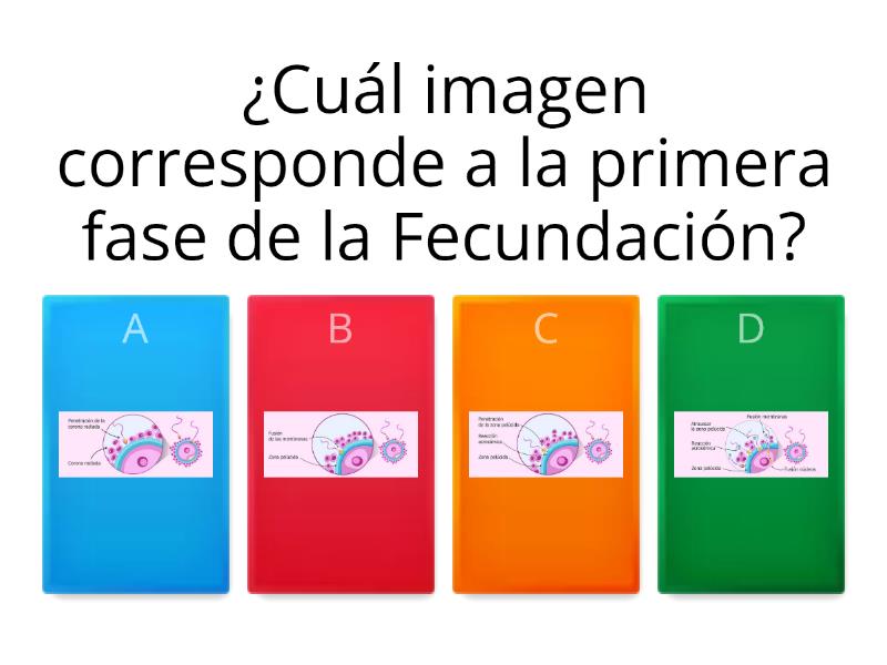 Fecundaci N Quiz