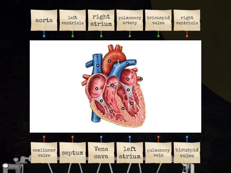 LONGITUDINAL SECTION OF A HUMAN HEART - Labelled diagram