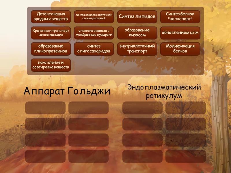 Функции Аппарат Гольджи и эндоплазматического ретикулума - Group sort