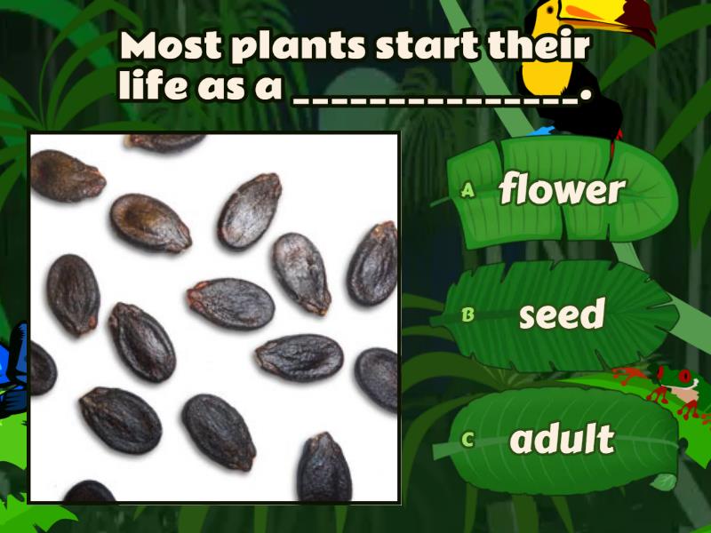 Plant life cycle - Quiz