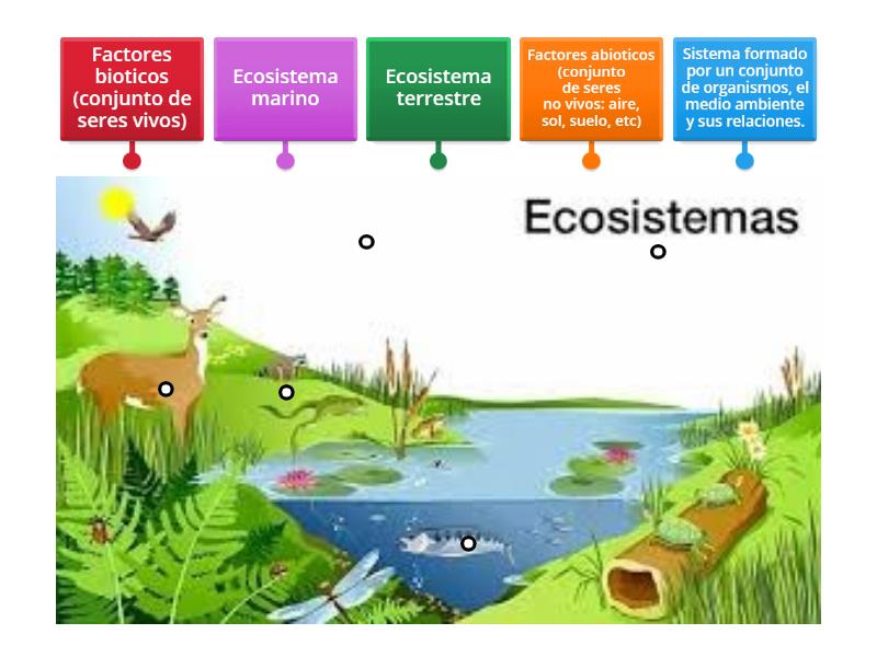 Relaciona sobre los ecosistemas - Labelled diagram