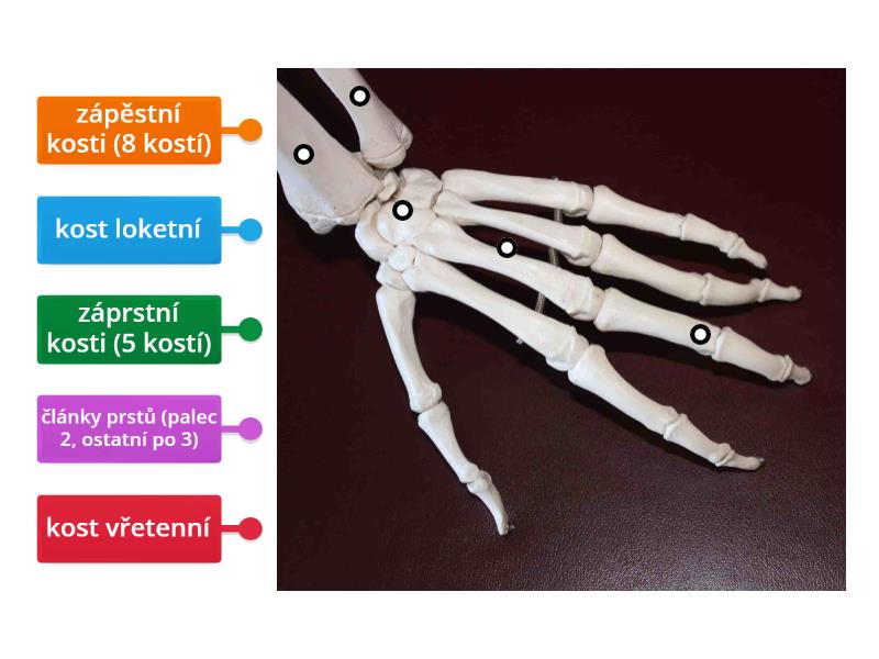 Popiš kostru ruky - Labelled diagram