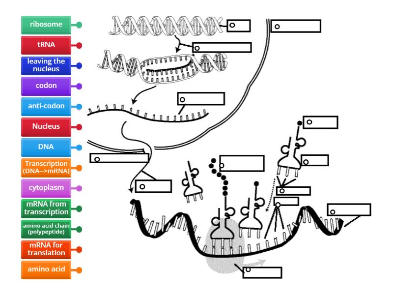 Protein synthesis labeling - Labelled diagram