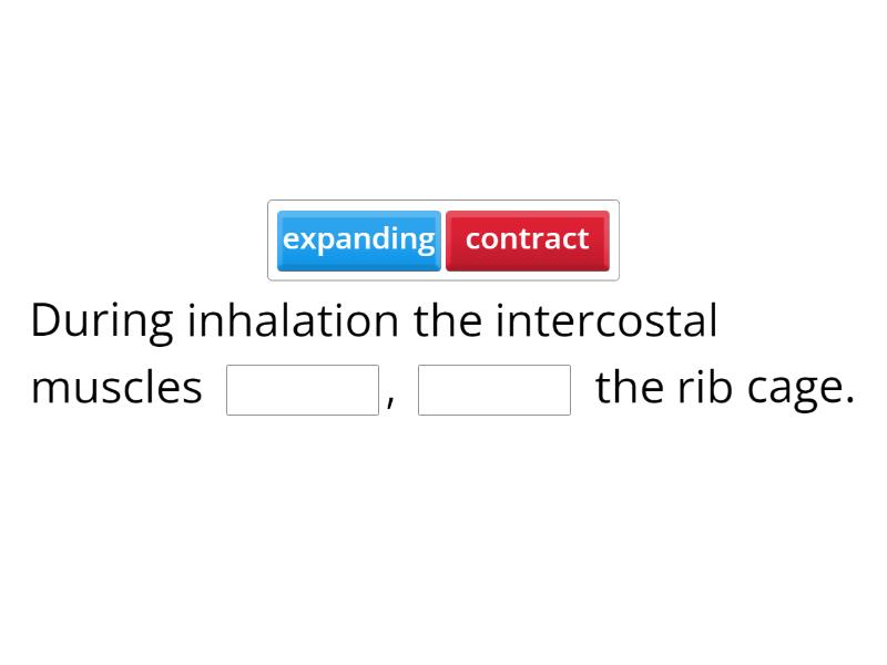 inhalation-and-expiration-complete-the-sentence