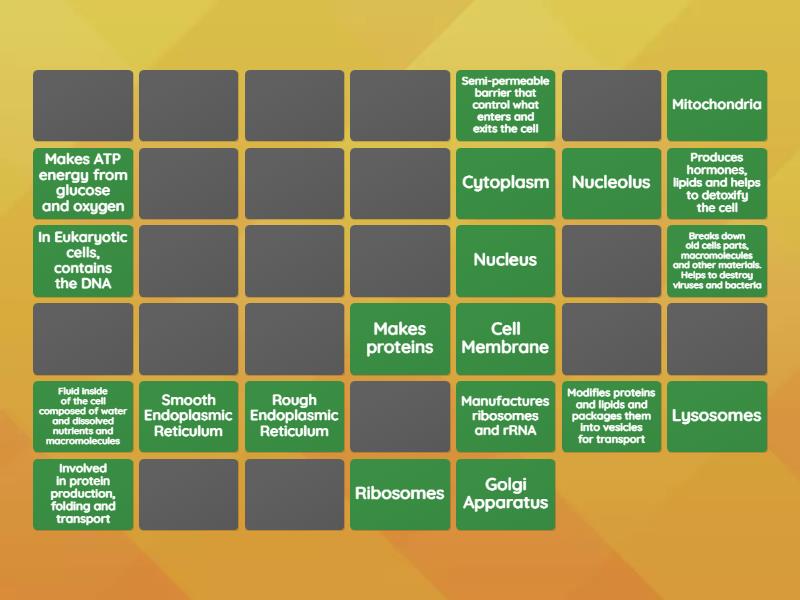 Cell types, parts and functions - Matching pairs