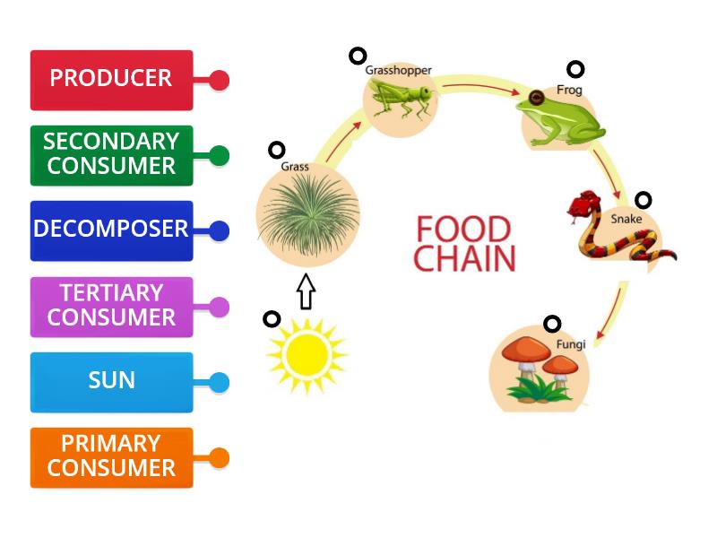 FOOD CHAINS - Labelled diagram