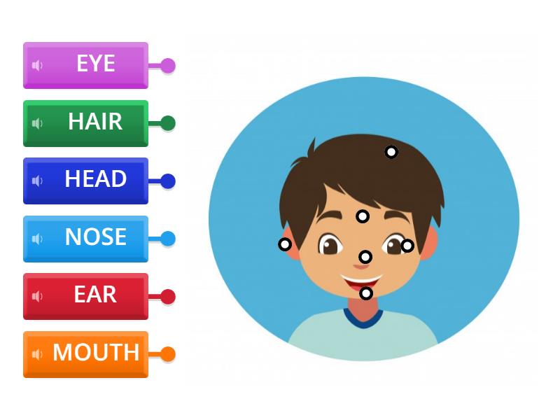 Parts of the face match - Diagrama con etiquetas