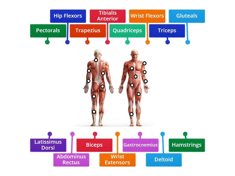 Muscular System - Labelled diagram