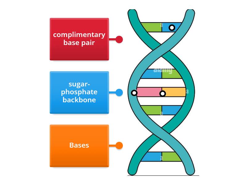 DNA diagram - Labelled diagram