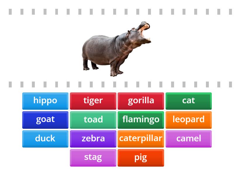 Hippo has a hat - animals - Find the match