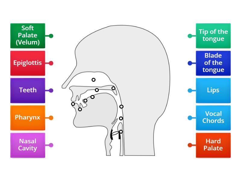 Labelling the Vocal Tract - Labelled diagram