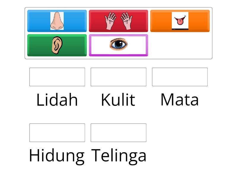 Padankan Organ Deria Manusia - Match up