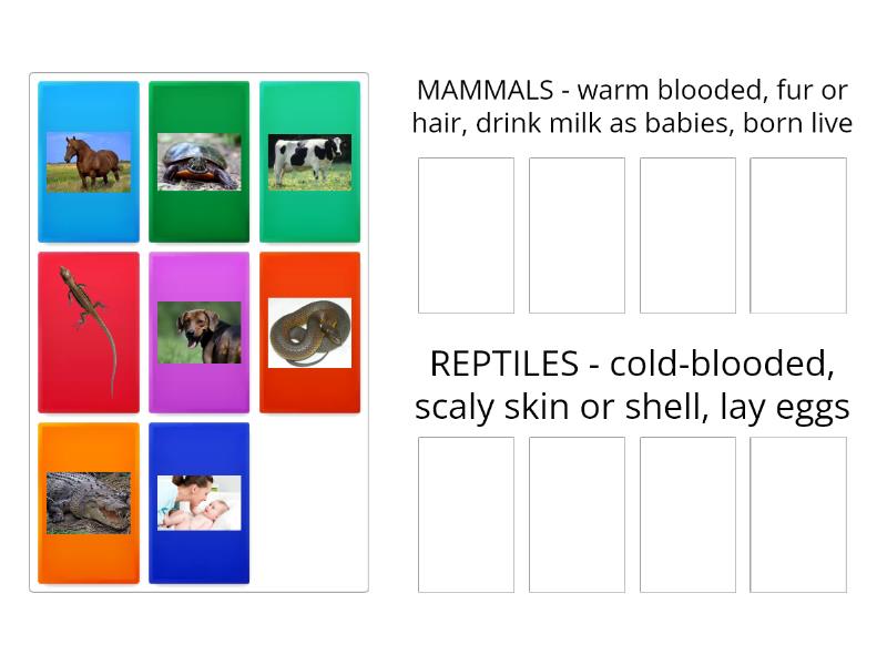 Mammals & Reptiles - Group sort