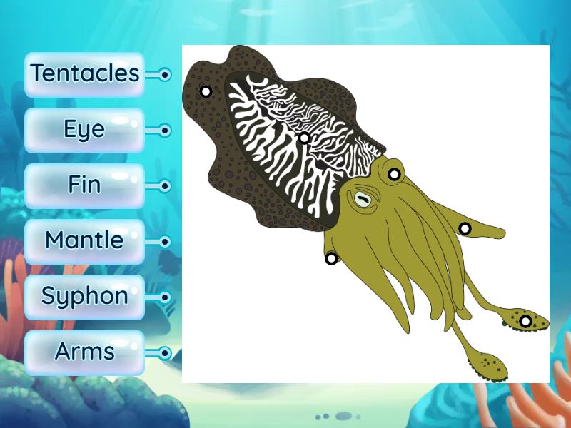 Squid Games! Cuttlefish Edition! - Labelled diagram